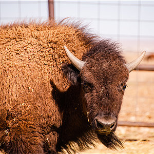 No Bull Prime Meats Buffalo