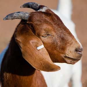 No Bull Prime Meats Lamb & Goat