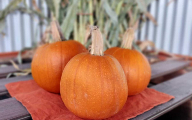 Pie Pumpkins - Seasonal