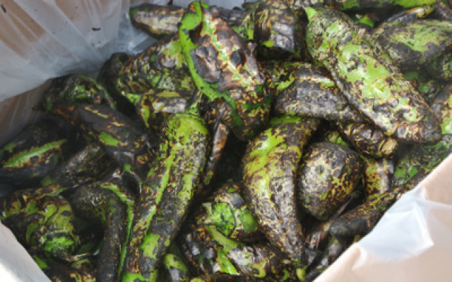 20lb Sack Roasted Green Chile Fresh or Roasted - Seasonal (Aug-Oct)