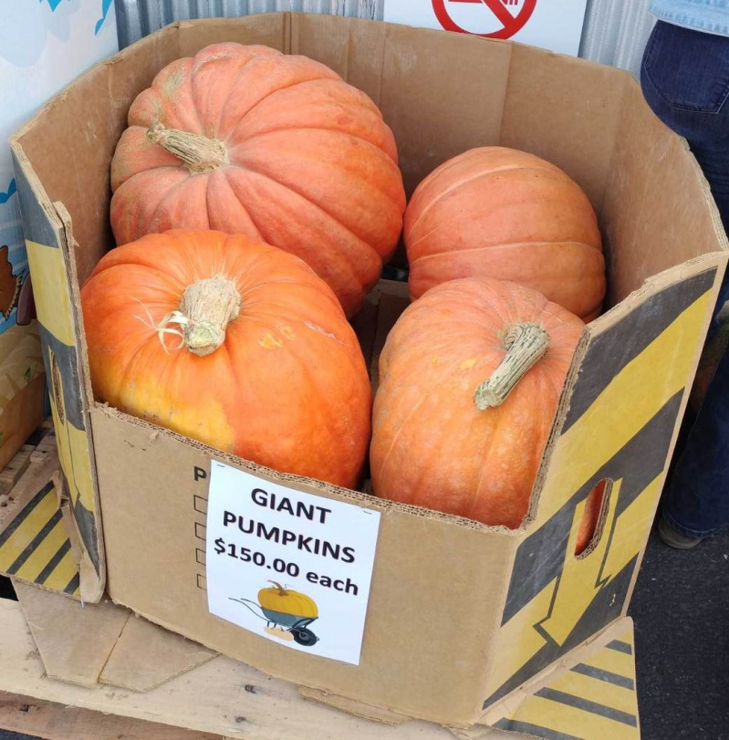 Giant Pumpkins - Seasonal