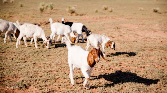 No Bull Prime Meats Goat6
