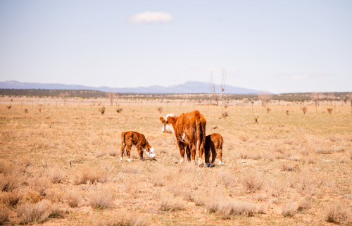 No Bull Prime Meats Calves9