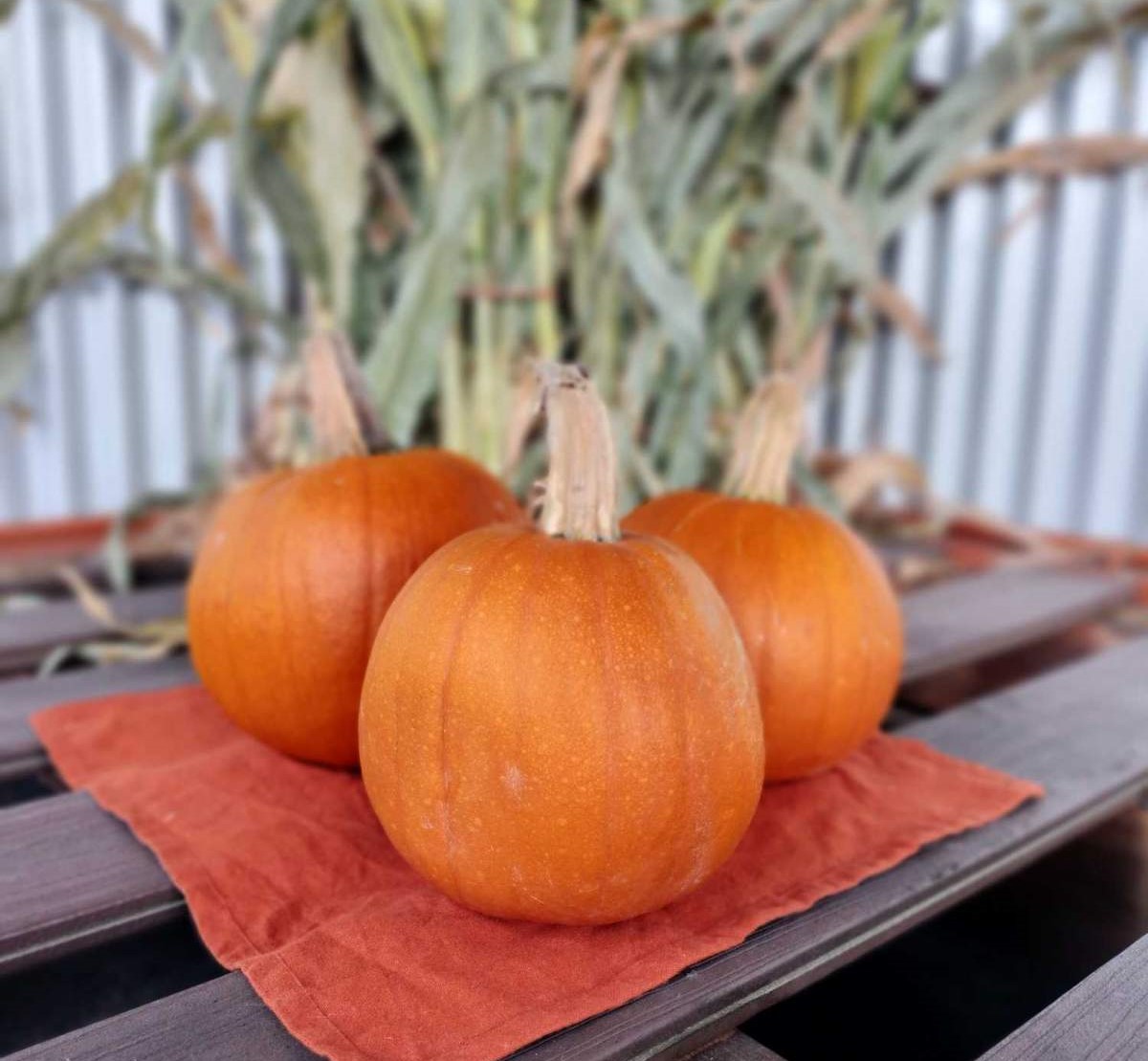 Small Pumpkins - 2 for $8.00- Seasonal (Oct-Nov)