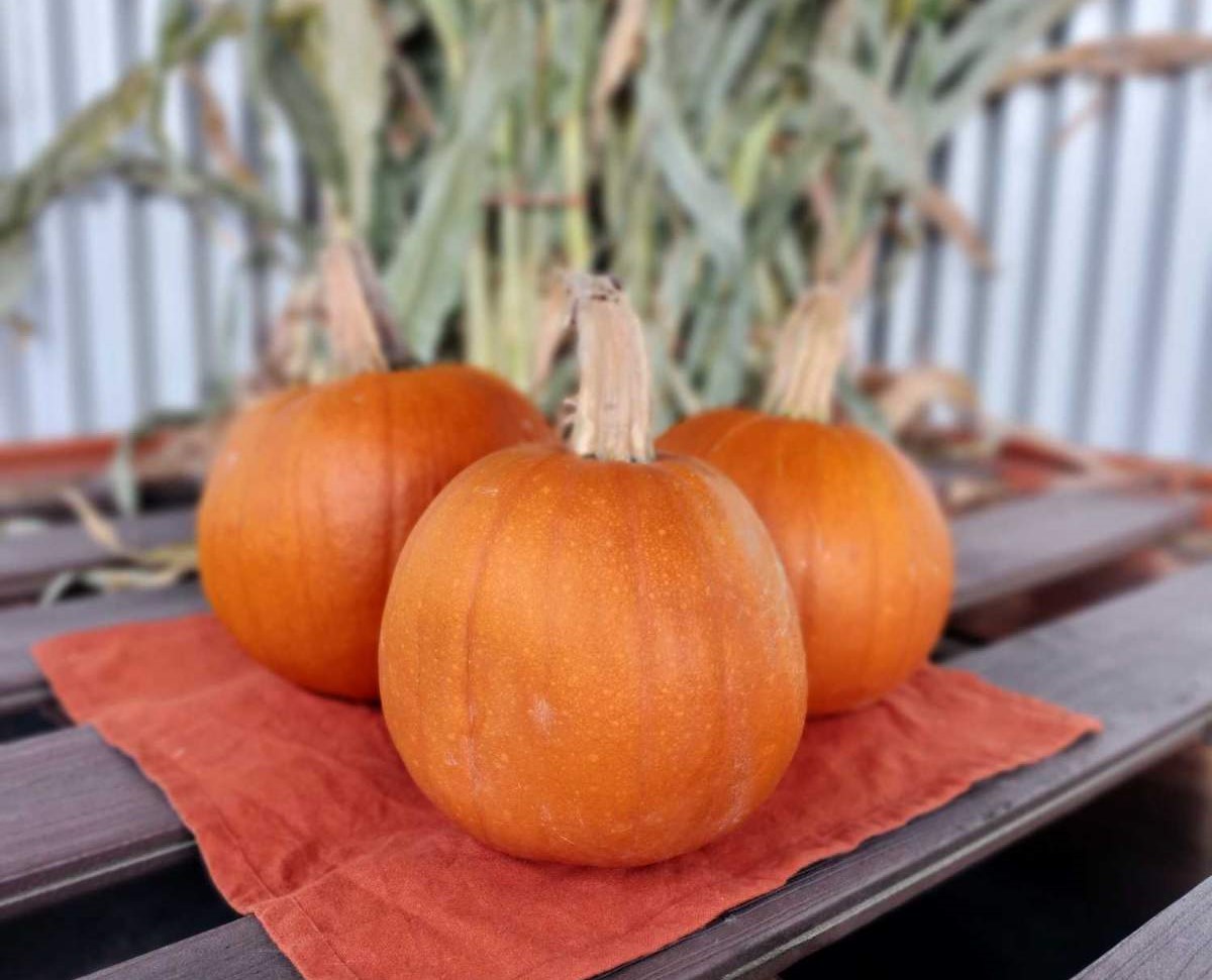 Pie Pumpkins - Seasonal
