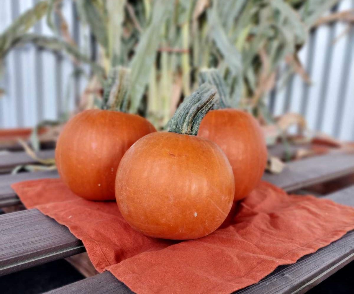 Small Pumpkins - Seasonal