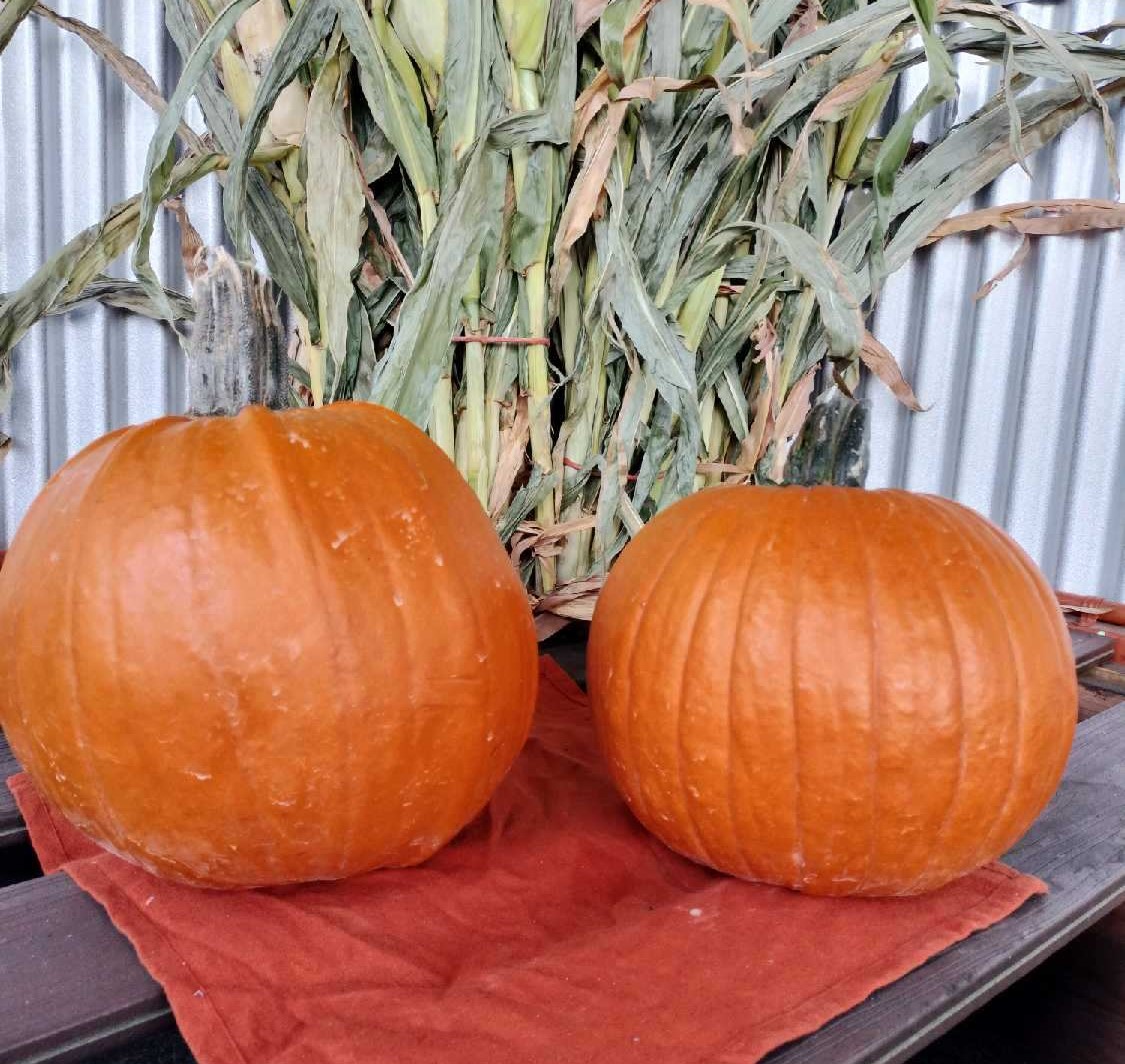 Medium Pumpkins - Seasonal