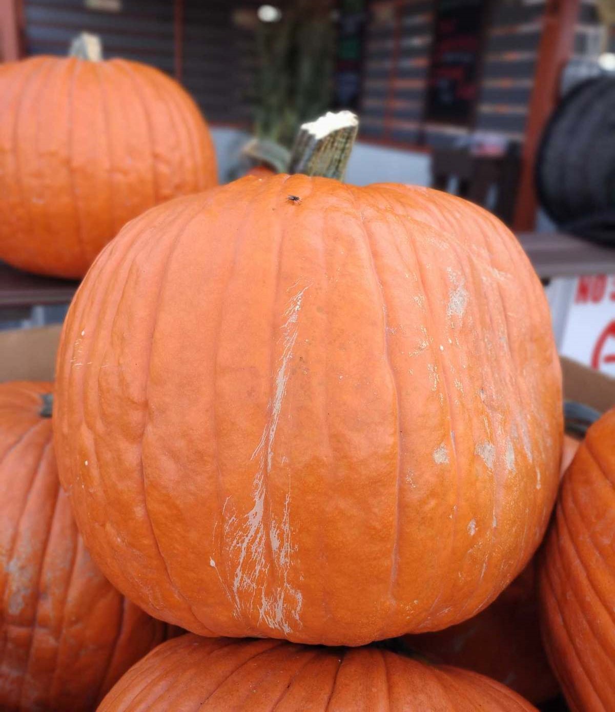 Large Pumpkins - Seasonal
