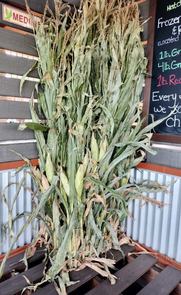 Cornstalks Bundles - Seasonal
