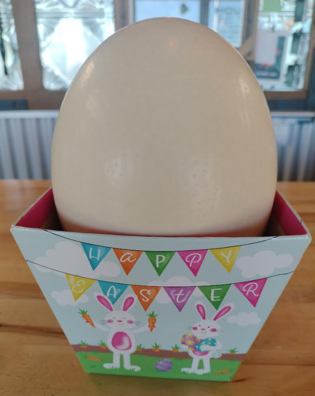 Large Ostrich Eggs