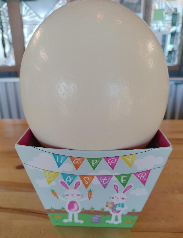 Jumbo Ostrich Eggs