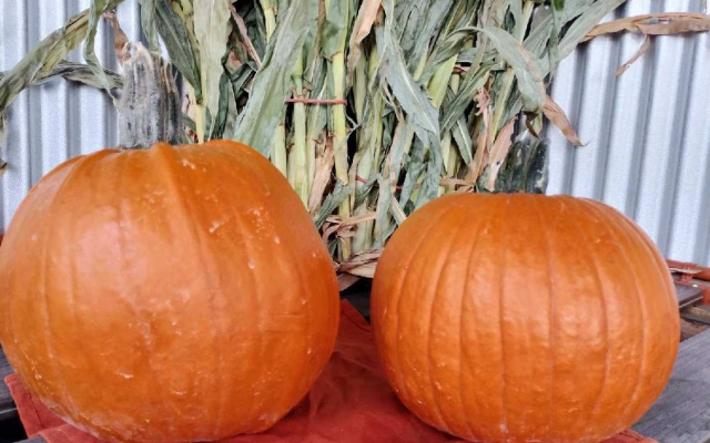 Medium Pumpkins - Seasonal