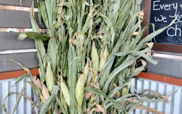 Cornstalks Bundles - Seasonal