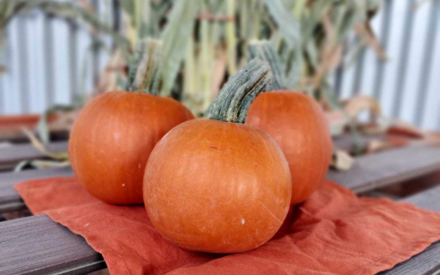 Small Pumpkins - Seasonal