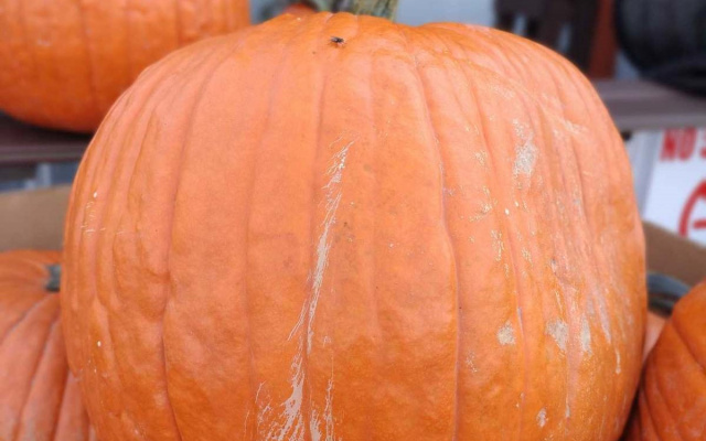 Large Pumpkins - Seasonal