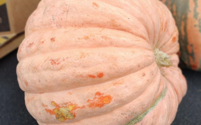 Giant Pumpkins - Seasonal