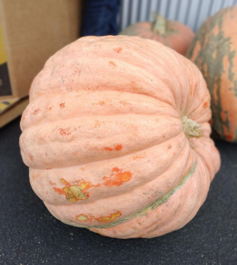 Giant Pumpkins - Seasonal