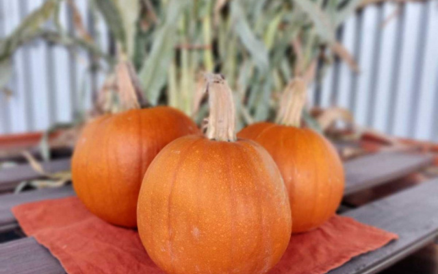 Pie Pumpkins - 3 for $12.00 - Seasonal
